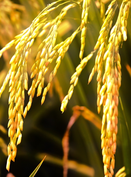 Espigas arroz